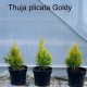 Thuja plicata Forever Goldy 40-50 cm B+C15